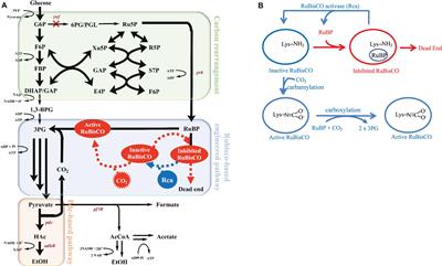 The Catalytic Role of RuBisCO for in situ CO2 Recycling in Escherichia coli